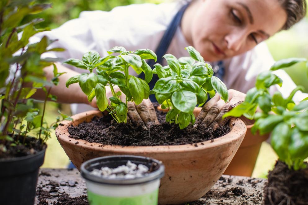 Woman planting basil in a pot